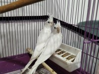 2 adet kırmızı göz albino yavru sultan