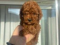 SAFKAN TOY POODLE RED BROWN YAVRULAR