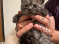 Dark Silver British Shorthair dişi