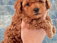 A KALİTE SAFKAN TOY POODLE YAVRULARI