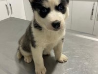 Sibirya Kurdu (Husky) Yavrularımız