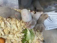 HAMSTER YAVRULARI