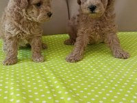 Toy poodle