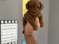 Toy Poodle Yavru