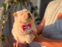 Safkan chow chow yavrularımız