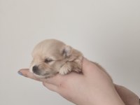 Pomeranian yavru