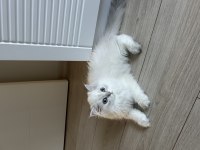 British Longhair 3.5 Aylık Erkek