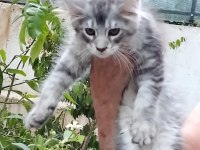 Maine coon 3 aylık