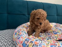 Toy poodle yavrular