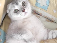 En iyi dost scottish fold
