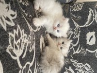 British longhair 35 günlük dişi