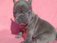 Son Blue Quad French Bulldog Yavrumuz