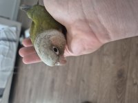 Bebek konur papağanı 4-5 aylık