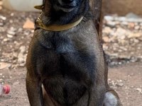 Belçika Malinois Yavruları