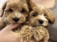 Çift renk özel kore maltipoo yavrular