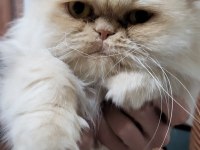 BAYRAM ŞEKERİ İRAN KEDİSİ