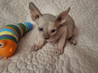 Sağlıklı Ev Doğumlu Erkek Sphynx Yeni Ailesini Arıyor
