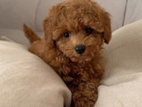 MALTİPOO YAVRULAR ACIK VE ESMER RENK ÇEŞİTLERİ