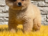 Pomeranian boo yavru