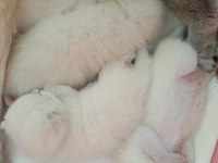 British BluePoint Shorthair 1 Haftalık Erkek ve Dişi