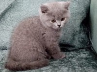 2 aylık british shorthair yavrular