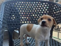 ORJİNAL JACK RUSSELL YAVRULAR 2 DİŞİ 2 ERKEK