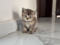 British Shorthair Yavrularımız 2 Aylık