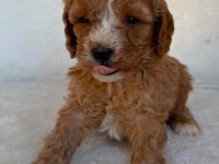 Maltipoo çok sevimli yavrularım