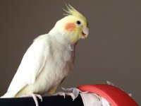 Sultan papağanı 1 yaşında dişi