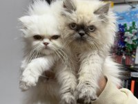 A kalite scottish longhair bebekler