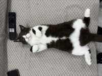 6 aylık british shorthair kedimiz