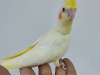 Konuşan Hic Susmayan Full Evcil Sultan Papağanı