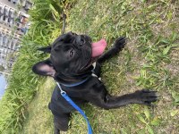 Artık Bakamadığım İçin Köpeğimi Ücretsiz Sahiplendiriyorum