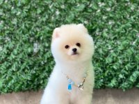 Pomeranian boo yavrular