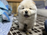 Türkiyenin en büyük chow chow çiftliğinden