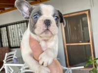 Mavi gözlü french bulldog bebekler
