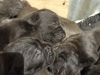 Yavru cane corso