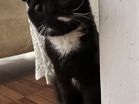 Ücretsiz yuva arıyoruz scottish fold