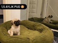 Pug bebeğim