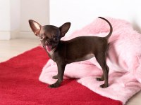 Özel Teacup Chihuahua yavrusu şimdi sahip olsun