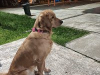 Ücretsiz Golden Retriever Sahiplendirme