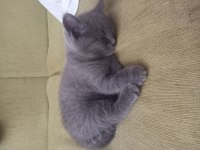 2.5 aylık british shorthair