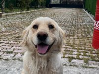 Sevimli Golden Retriever