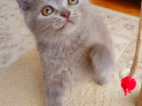LOKUMULİNKO KEDİSİ