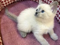 BEBEK BRİTİSH BLUEPOİNT