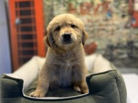 Golden retriever erkek yavrumuz @petclubadanaa