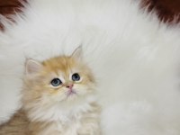 British longhair golden ny11