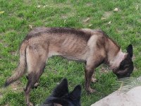 Alan Koruma Belçika Malinois