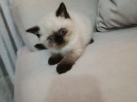 2 Aylık Safkan Blue Point Dişi Kedimiz