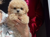 En Özel Kore Maltipoo Yavruları